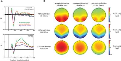 Increasing Objective Cardiometabolic Burden Associated With Attenuations in the P3b Event-Related Potential Component in Older Adults